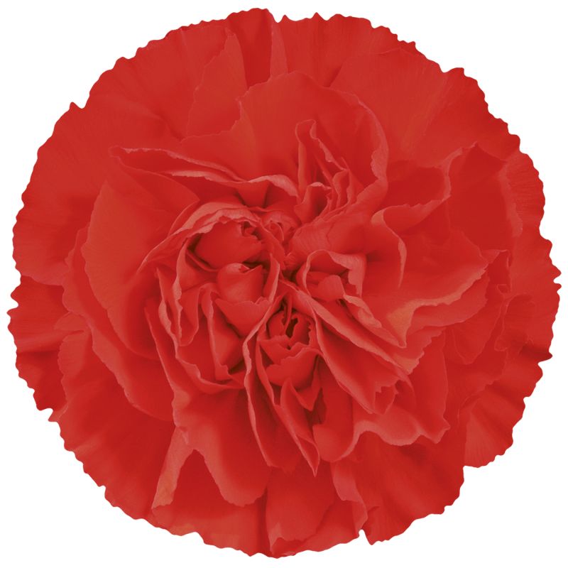 sel®Grandsole