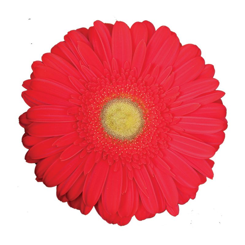 RNSSpecial Red