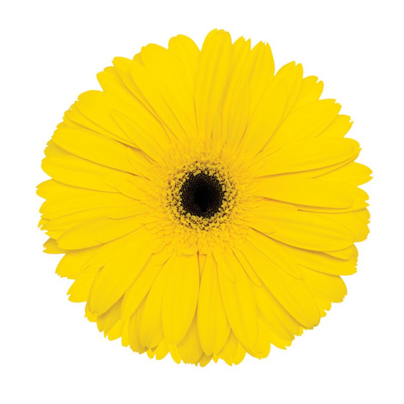 sel®Galilea GJ 11 4437
