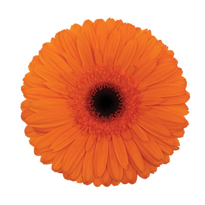 sel®Florencia GJ 11 4149 