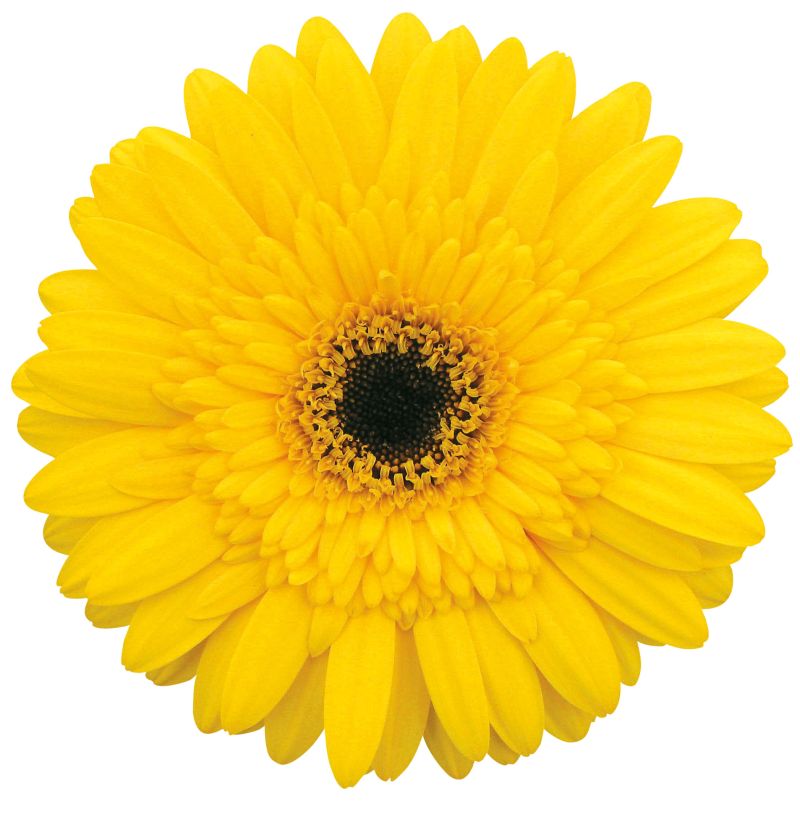 real®Tecla