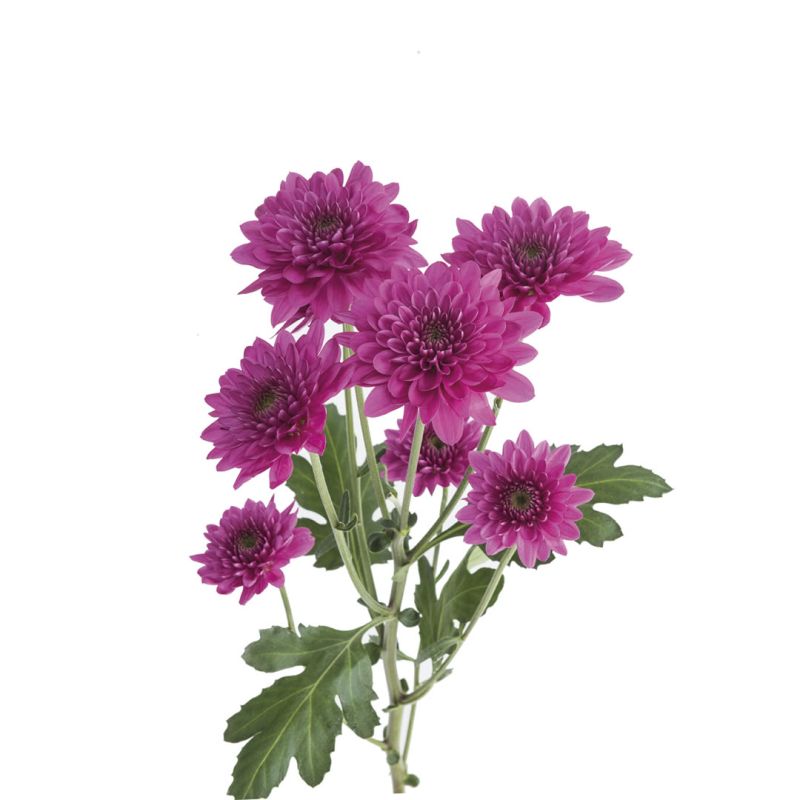 sel®ファンヴァイブス 19-FV7950 S02