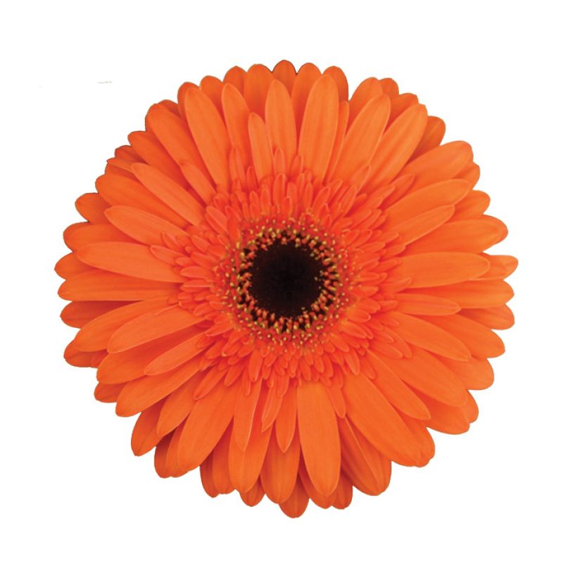 RNSLaranja Puro