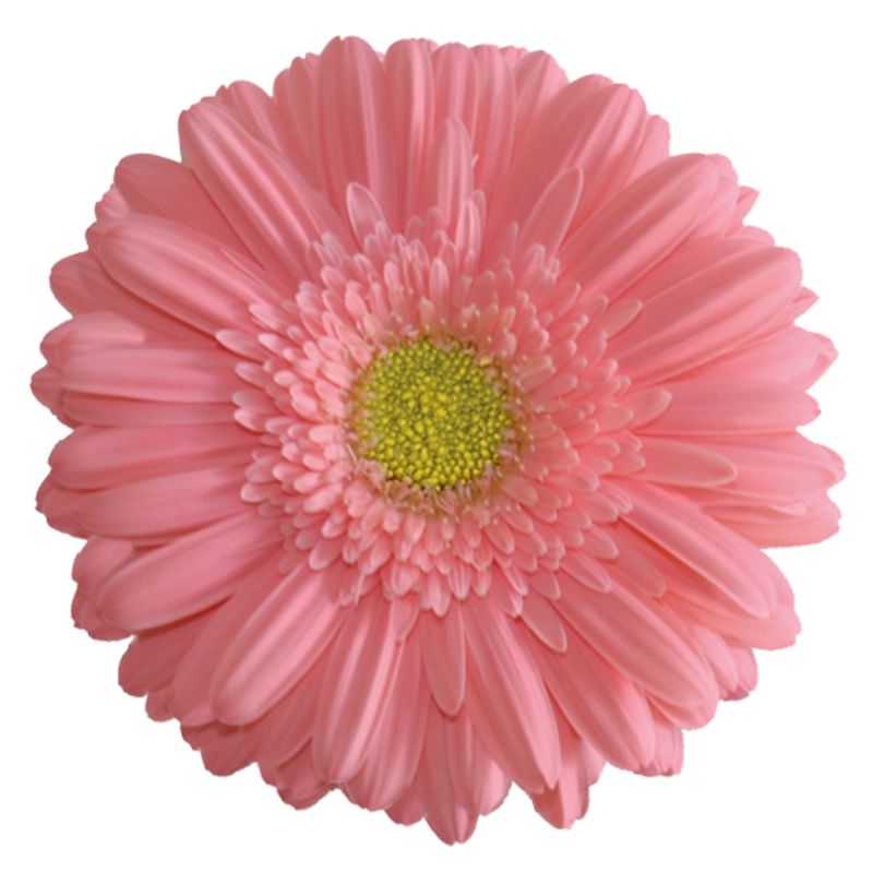 sel®Lupita T211