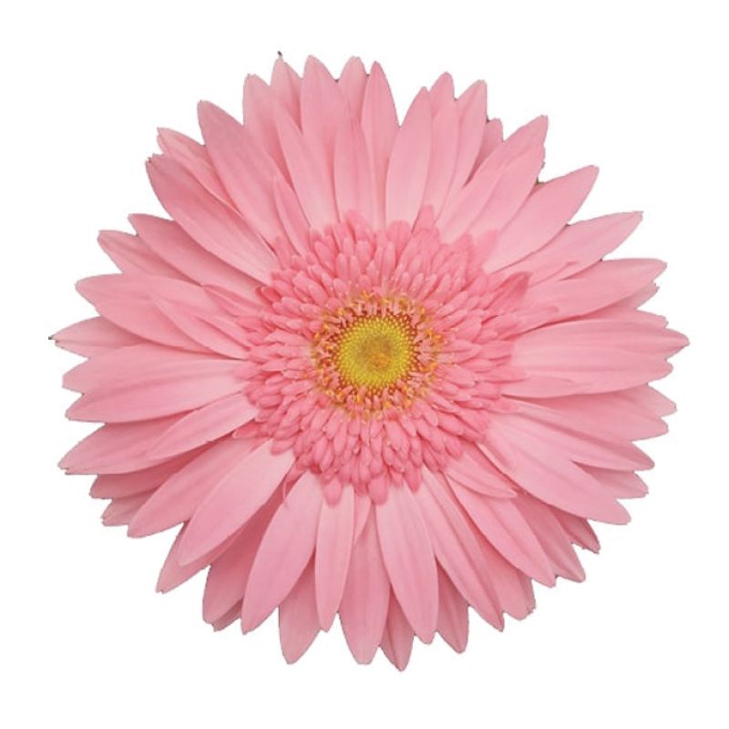RNSRosa Nova 17010