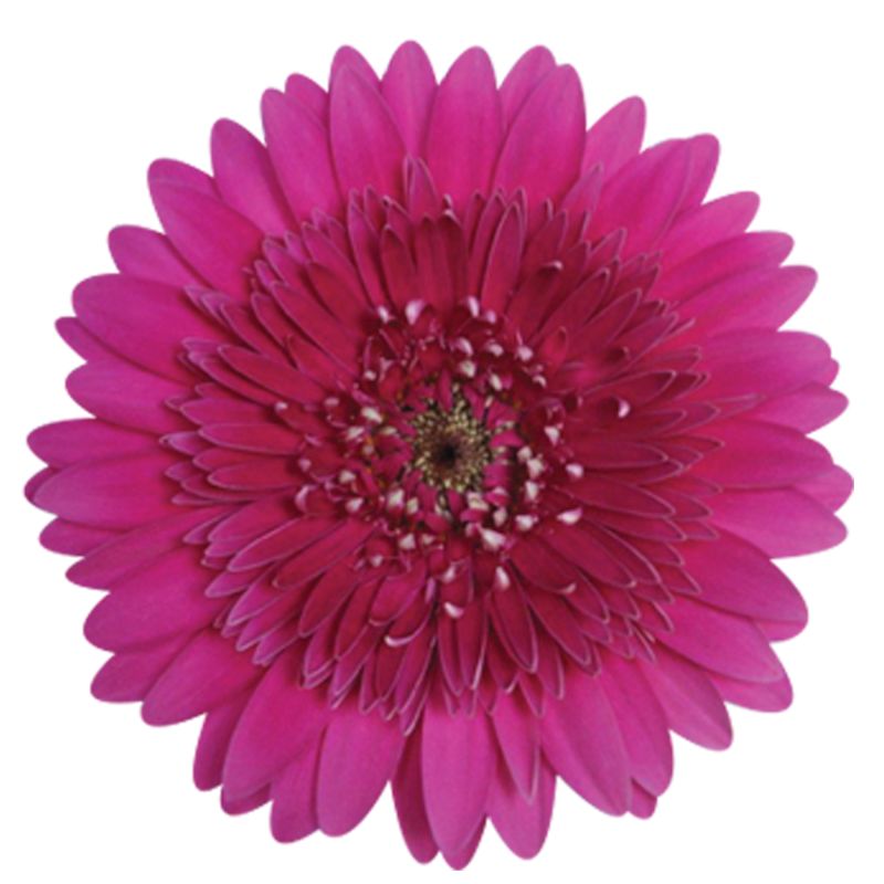 sel®Amalia P233