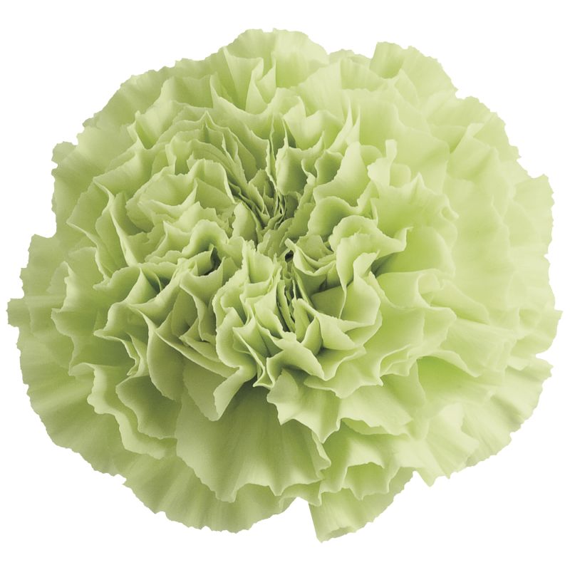 sel®Sea Weed