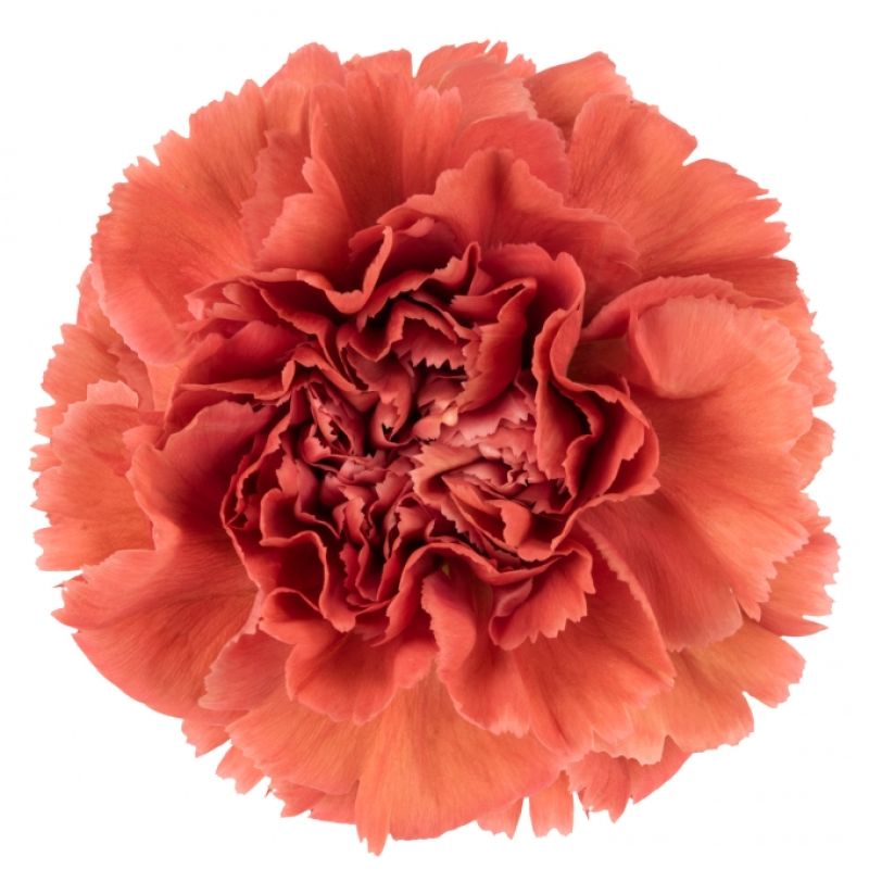 sel®Miss Fabulous PV 14884