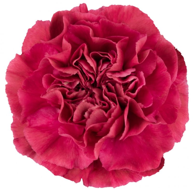 sel®Miss Deep PV 14654