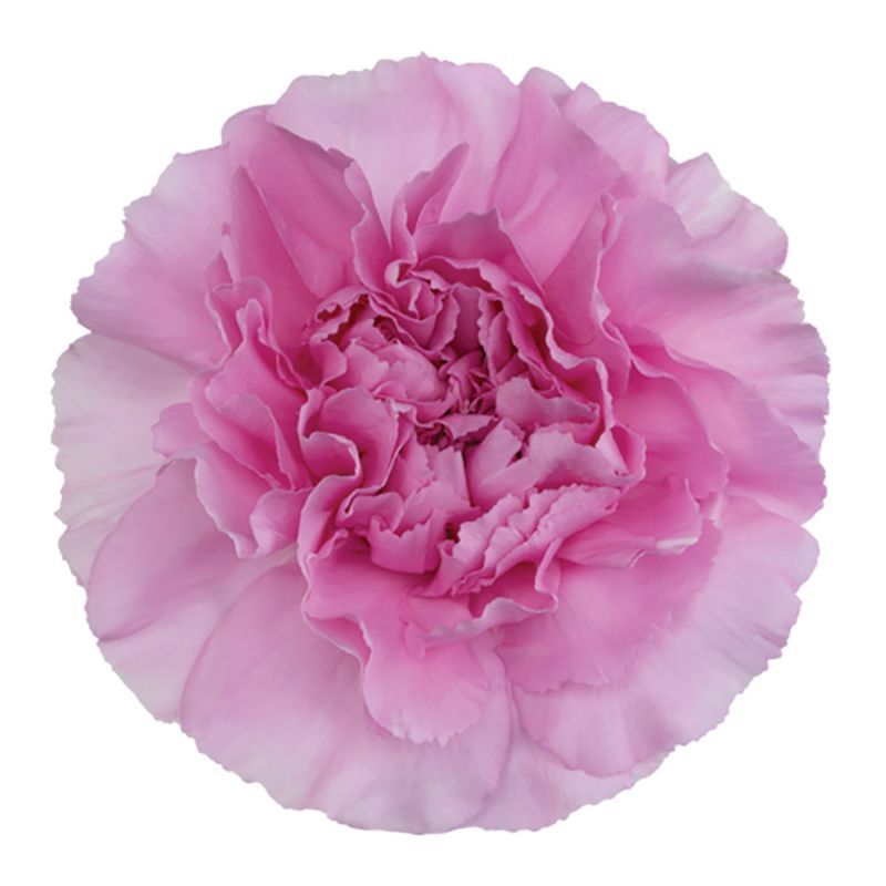 sel®Miss Mythical DCS 17-1264