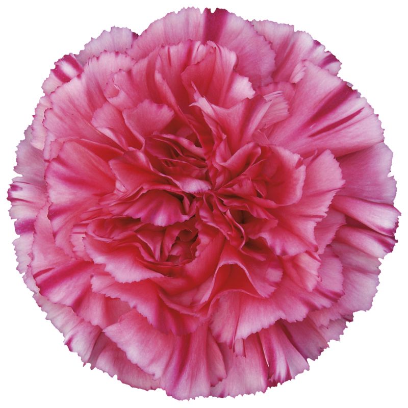 sel®Bernard
