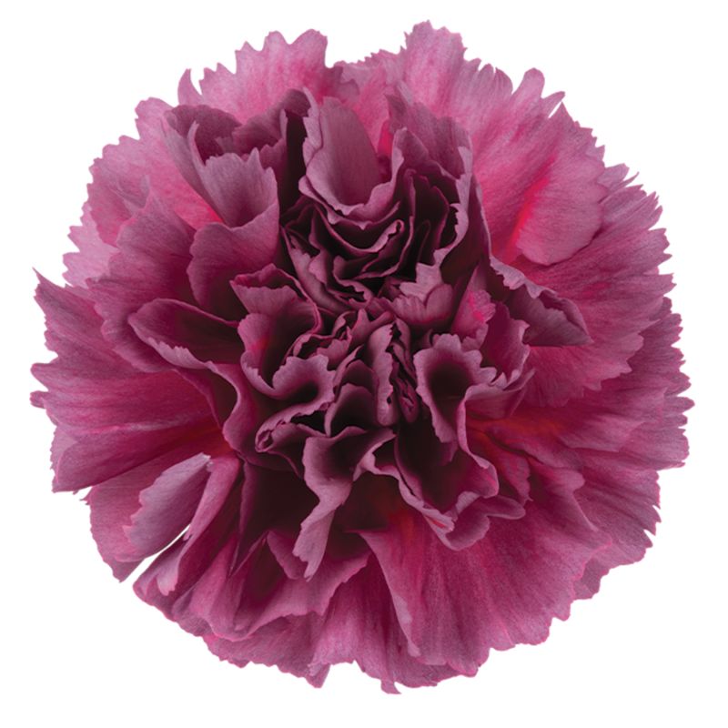 sel®Miss Enchanted PV 14152