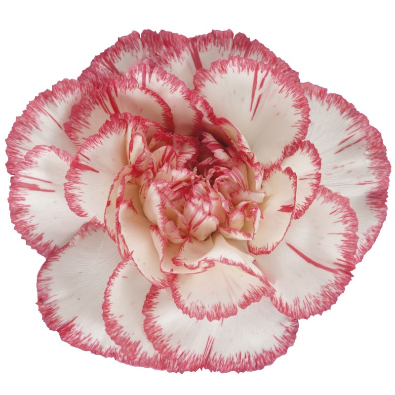 sel®Bacarat Pink
