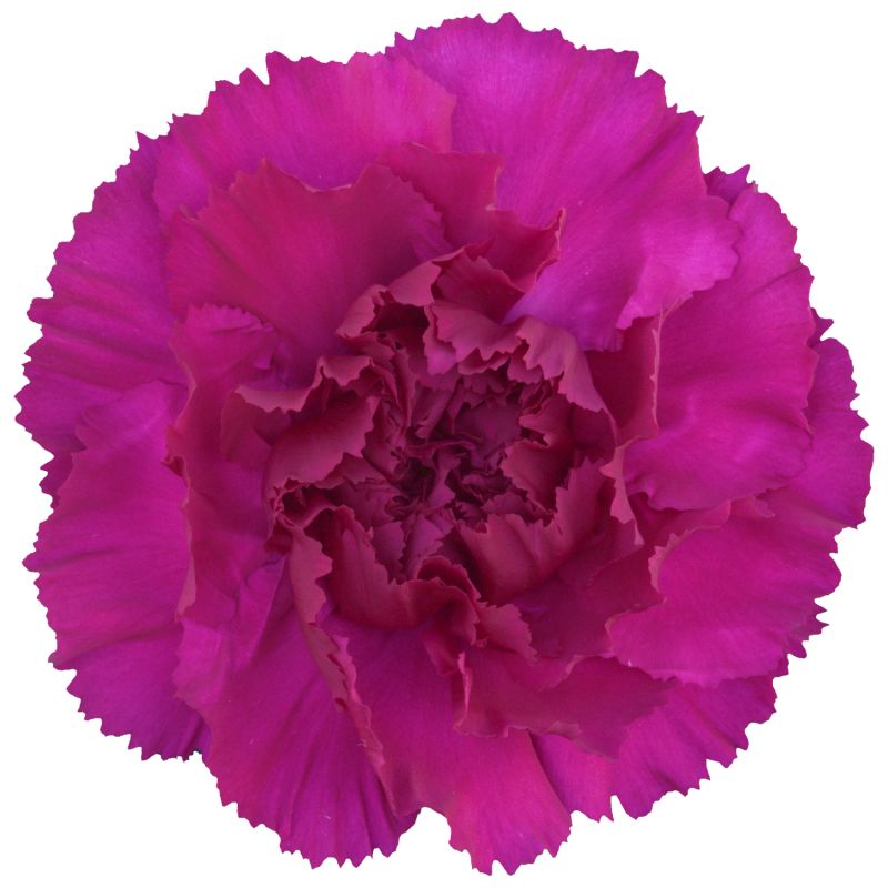 sel®Yukari Violet