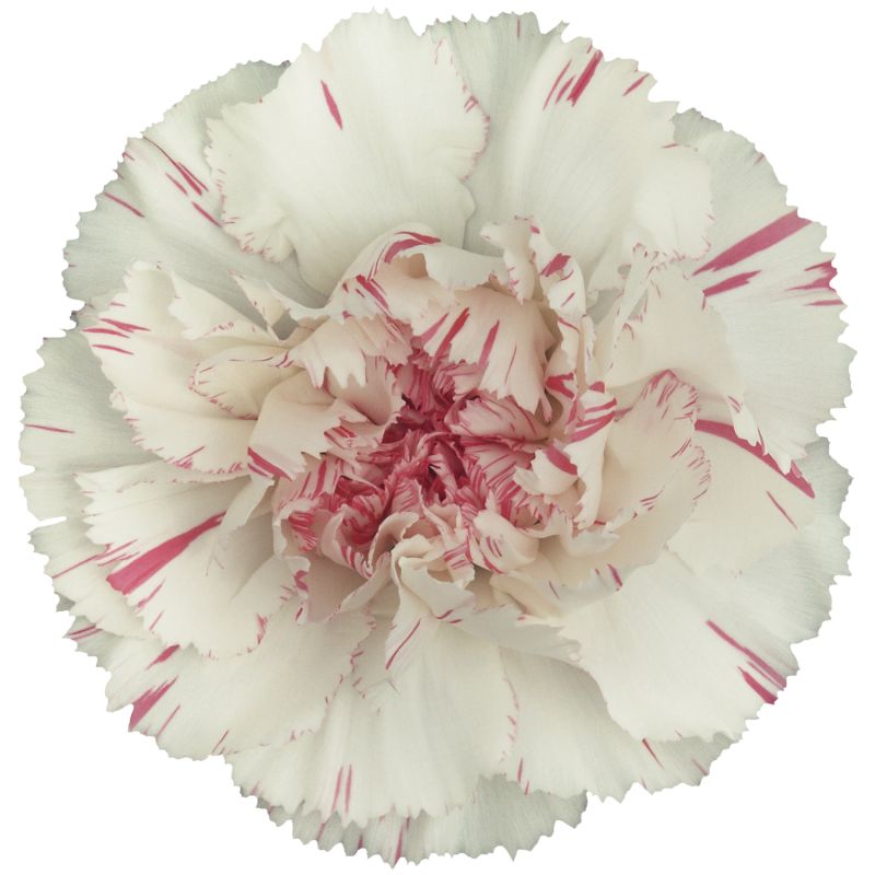 sel®Yukari Cherry