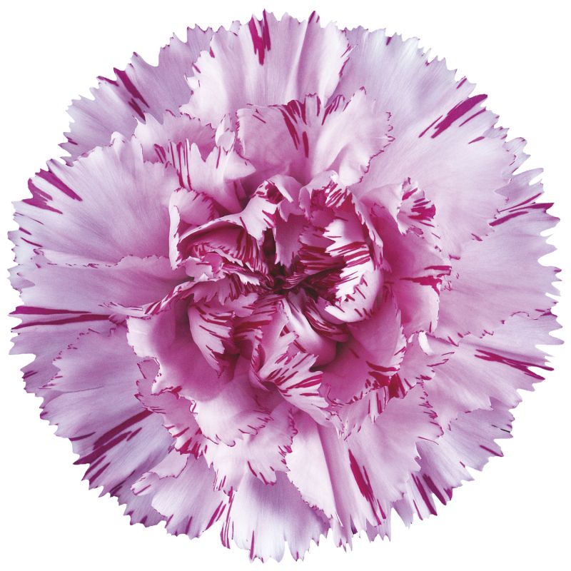 sel®Yukari Scuro