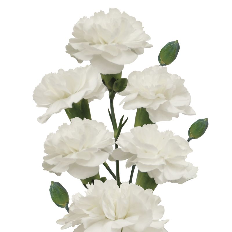 sel®White Bunny