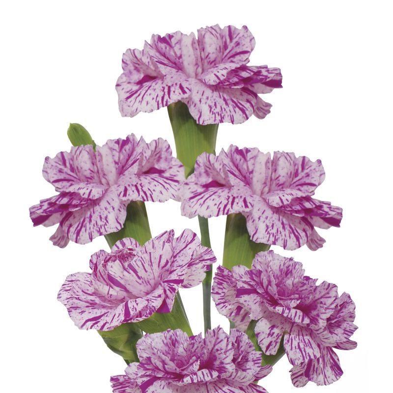 sel®Lollipop Violet 