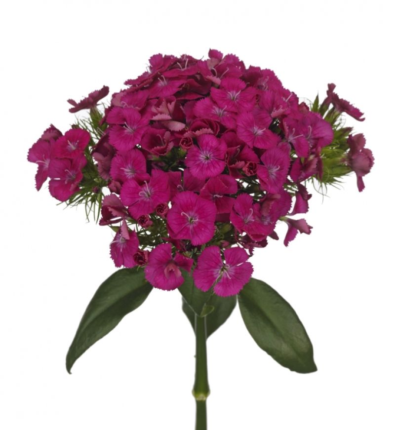 sel®Kiwi Fucsia DCC 2016-7788
