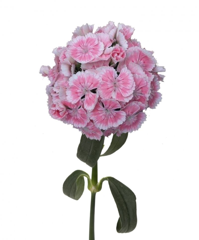 sel®奇异芭蕾波尔卡 DCC 2018-X22