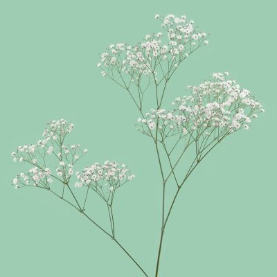 Pearls® White Wish
