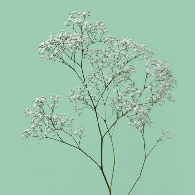 Pearls® Blossom