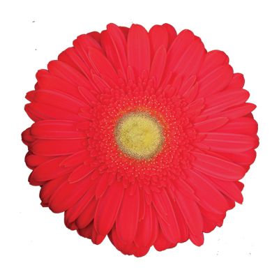 Special Red