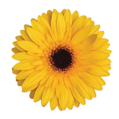 Upala