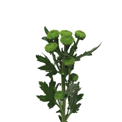 Lola Turbo