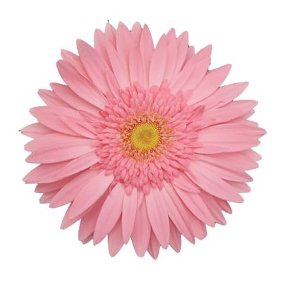 Rosa Nova 17010