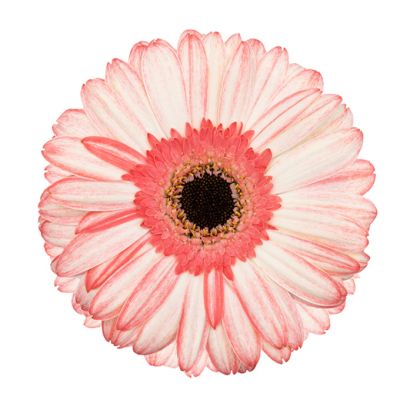 Rosalia GJ 101 672