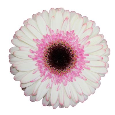 Bicolor