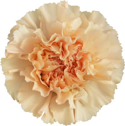 Monnalisa Orange