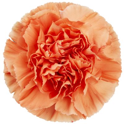 Hermes Orange
