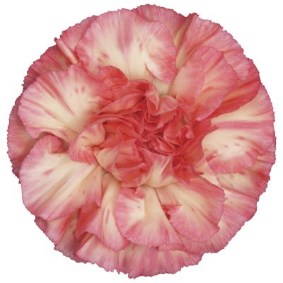 Spritz Sport Arancio/Rosa