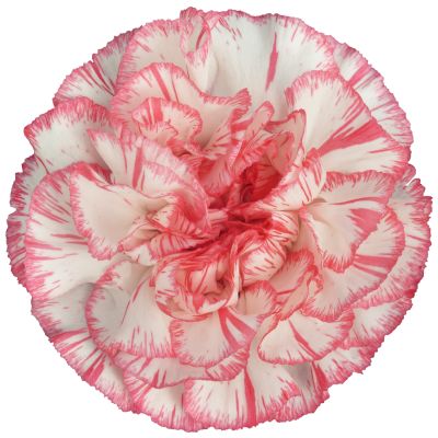 Spritz Blanco Rosa