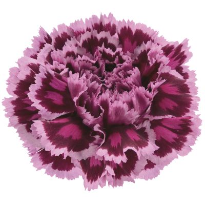Nobbio ® burgundy