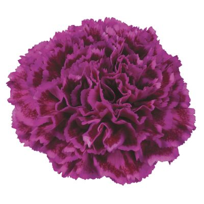 Nobbio ® violet
