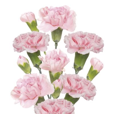 Rosadita 