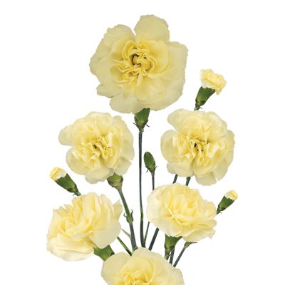 Blonde PV 50479