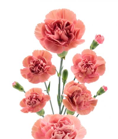 Miss Rose DCM 18-0451