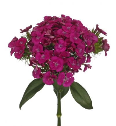Kiwi Fucsia DCC 2016-7788