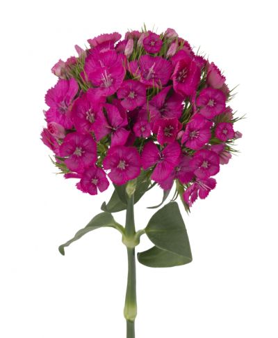 Kiwi Cerise DCC 2015-0381