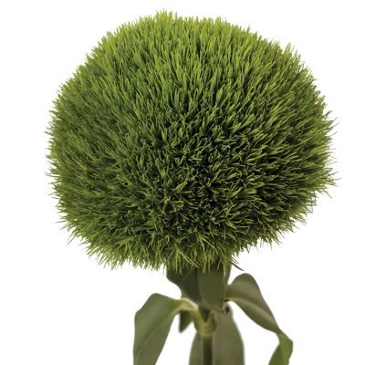 Kiwi Moss DCC 2016 - 7765