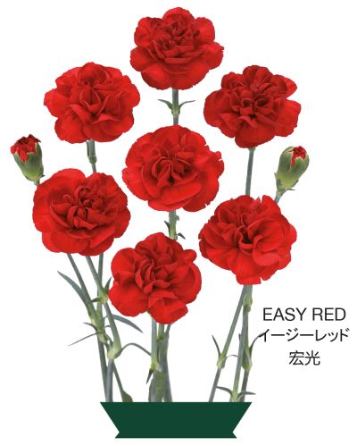 Easy Red
