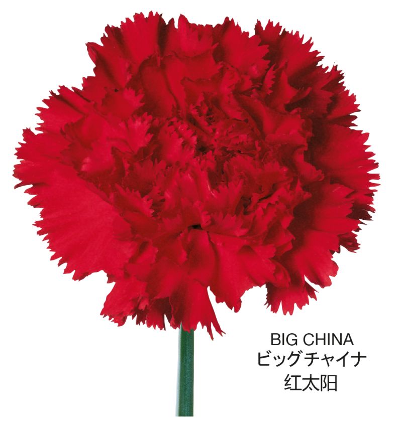 SMBig China